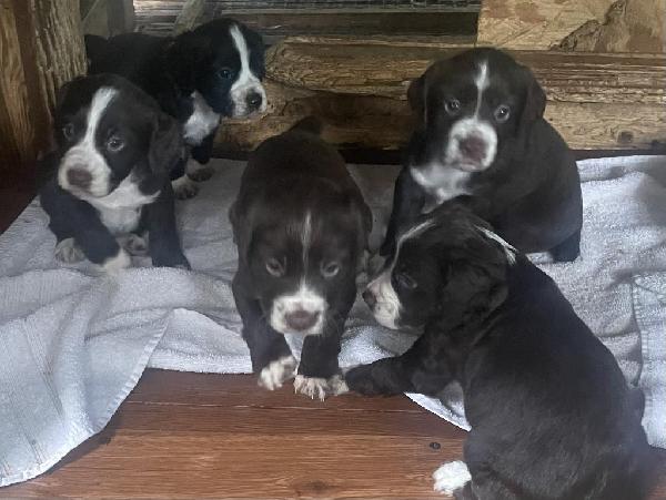 ENGLISH COCKER SPANIELS AVAILABLE JUNE 13 English Cocker Spaniel