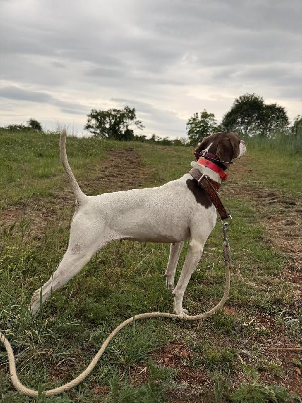JILL English Pointer