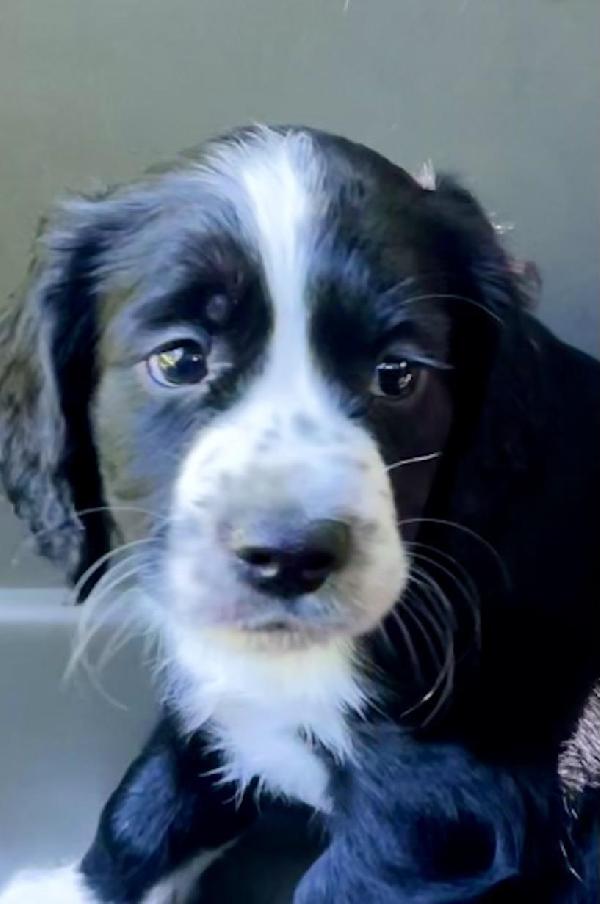ENGLISH COCKER SPANIEL PUPPY FEMALE English Cocker Spaniel