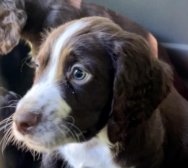 ENGLISH COCKER SPANIEL PUPPY MALE English Cocker Spaniel