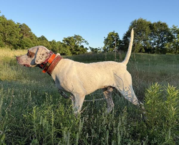 SCOUT English Pointer