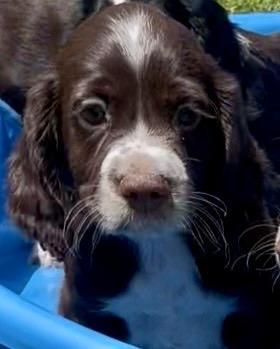 ENGLISH COCKER SPANIEL FEMALE VACCINATED English Cocker Spaniel