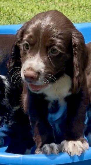 ENGLISH COCKER SPANIEL MALE VACCINATED English Cocker Spaniel