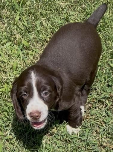 ENGLISH COCKER SPANIEL FEMALE VACCINATED English Cocker Spaniel
