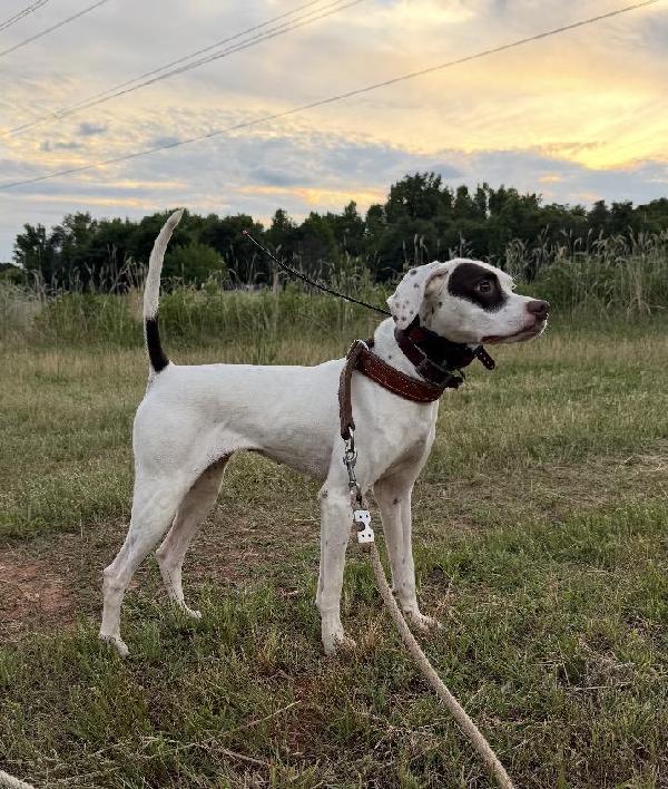 JENNY English Pointer