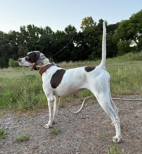 ERIN (ELHEW STRONG) English Pointer