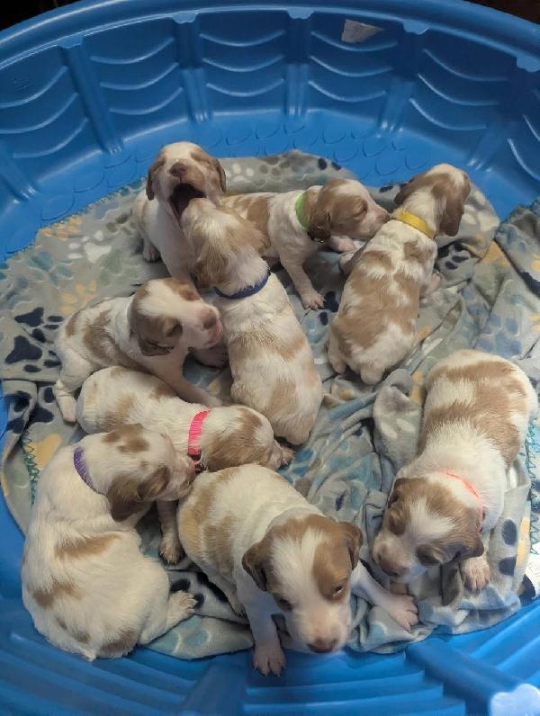 AKC BRITTNEY PUPPIES American Brittany