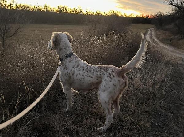 PREORDER ENGLISH SETTER English Setter