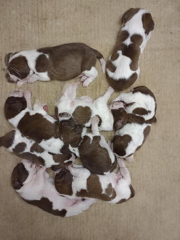 BRACCO ITALIANO PUPPIES AVAILABLE Bracco Italiano