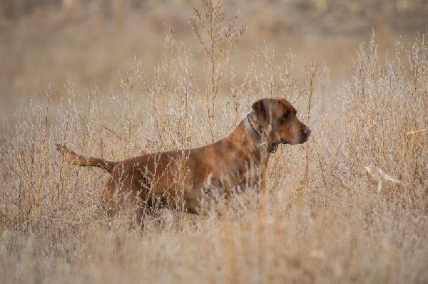 FOX RED POINTING LAB PUPPIES Labrador Retriever