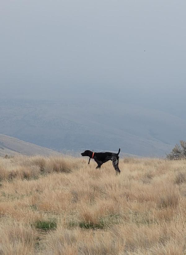 GSP STARTED MALE German Shorthaired Pointer
