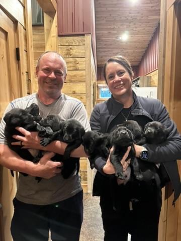 AKC/OFA CERTIFIED BLACK LAB PUPS Labrador Retriever