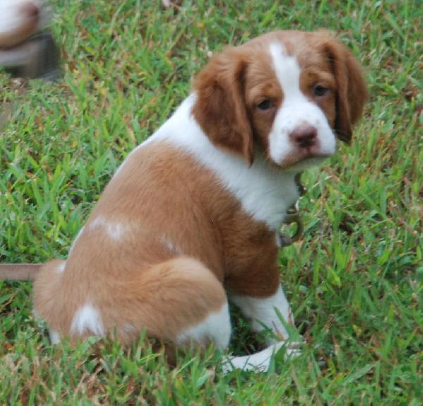 OTTER CREEK PUPS DUE IN MARCH American Brittany