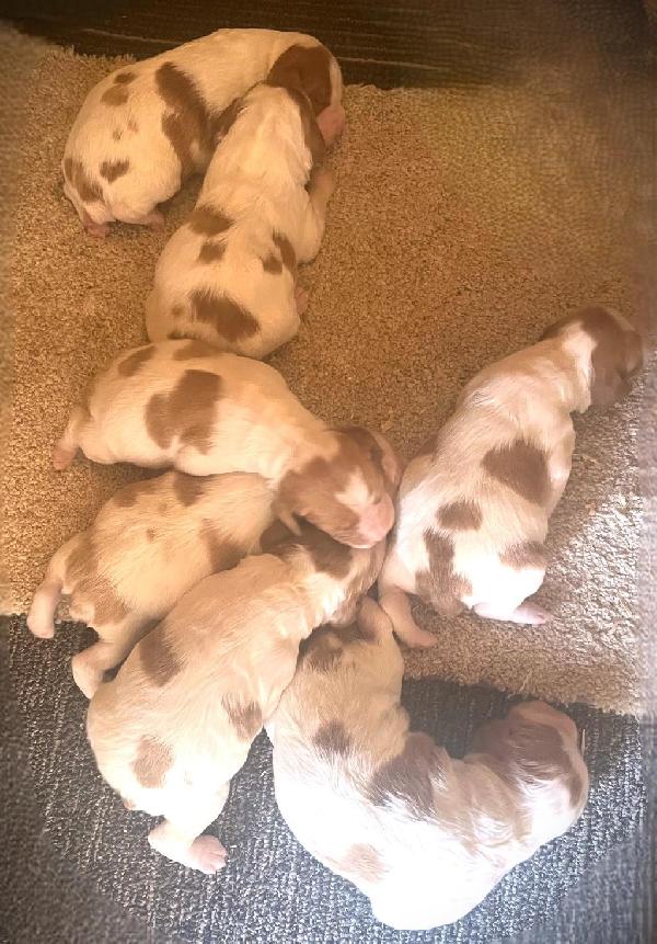 OTTER CREEK PUPS AVAILABLE American Brittany