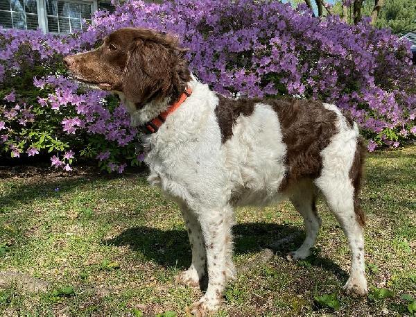OCB LITTER DUE MAY 18 (LIVER DAM) American Brittany