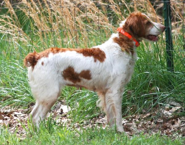 RETIRED BRITTANY FEMALE American Brittany