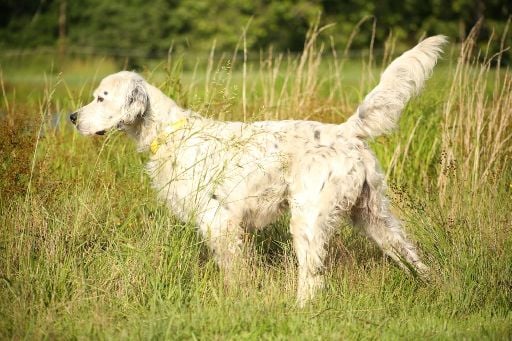 OTTER CREEK ENGLISH SETTER PUPS English Setter
