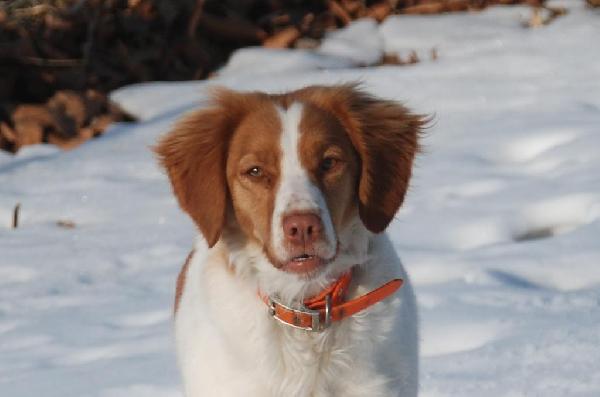 BEAUTIFUL HOUSE DOG/OCCASIONAL HUNTER American Brittany