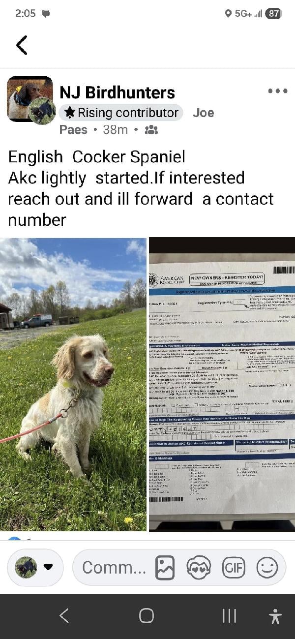 ENGLISH COCKER SPANIEL English Cocker Spaniel