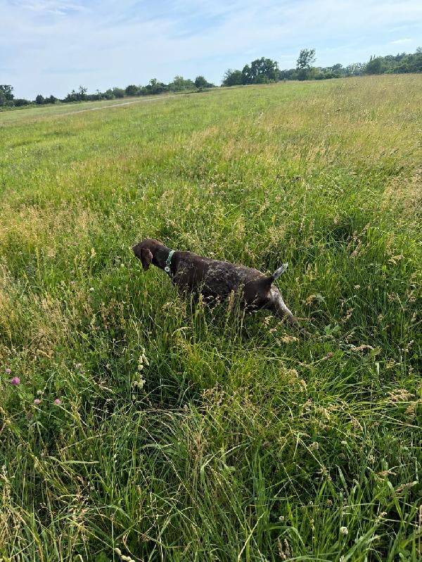 4 YR OLD GSP MALE German Shorthaired Pointer