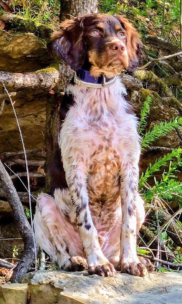 1 YEAR OLD MALE BRITTANY American Brittany
