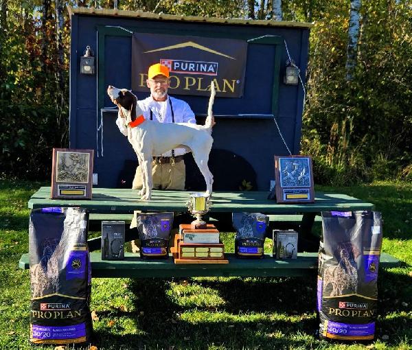NATIONAL AM GROUSE CH, 3XCH G.T. LITTLE BUD English Pointer