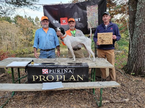 RU CH GROUSE TRAILS BLACK KNIGHT FOR STUD English Pointer