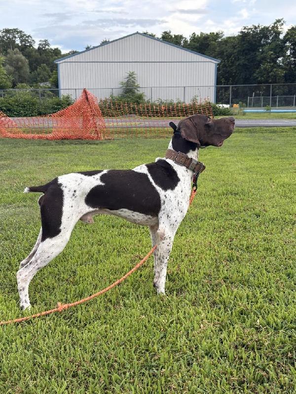 GERMAN SHORTHAIR POINTER German Shorthaired Pointer