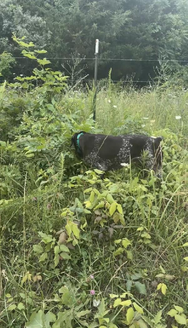 5 YEAR OLD FINISHED GSP German Shorthaired Pointer
