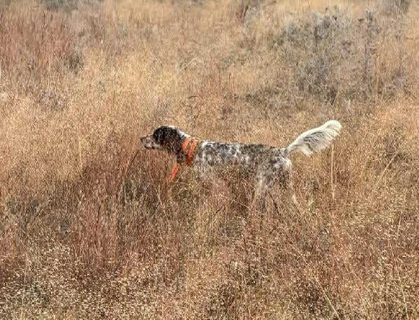 FDSB LLEWELLIN SETTER PUPPIES Llewellin Setter