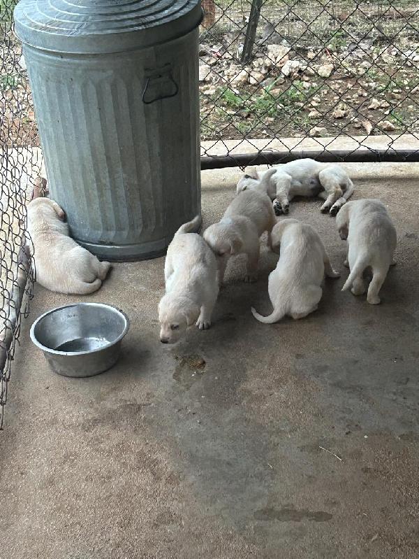 YELLOW LAB PUPPIES FOR SALE Labrador Retriever