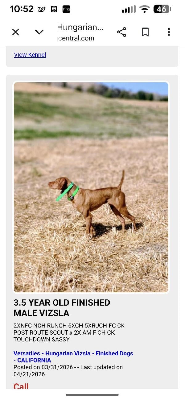 4 YEAR OLD MALE VIZSLA READY TO GO Hungarian Vizsla