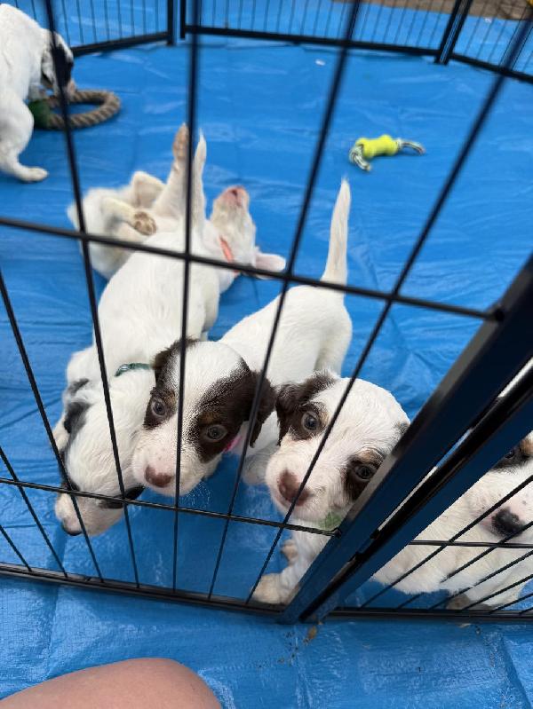MONTANA LITTER * English Setter