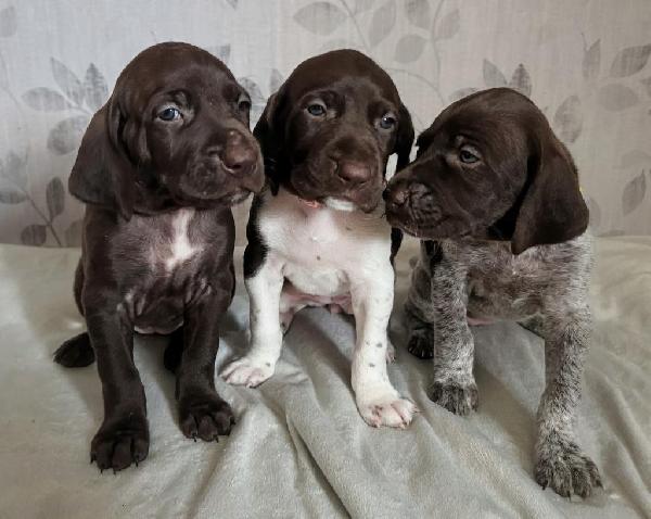AKC GSP PUPPIES German Shorthaired Pointer