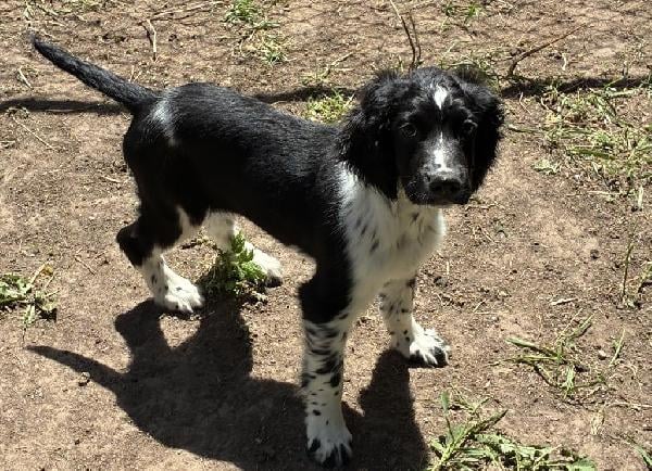 PUPPIES FOR SALE English Springer Spaniel
