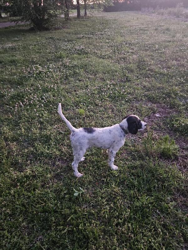EASTERN NC PUPS English Setter