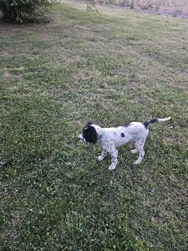 EASTERN NC PUPS English Setter