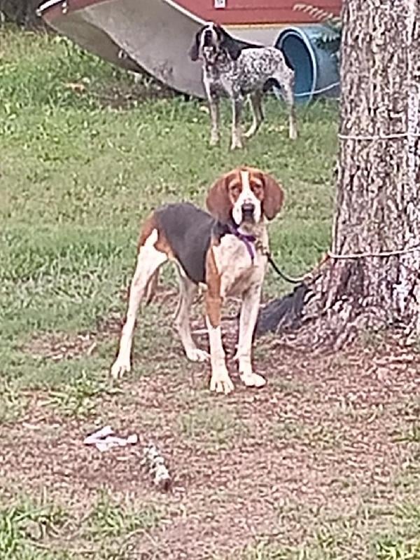 GRAND SHOW CHAMPION Treeing Walker Coonhound