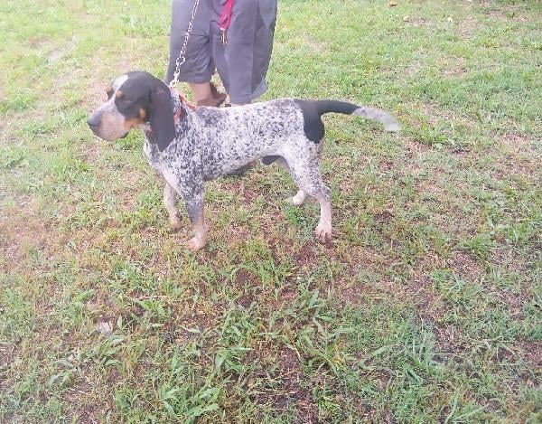 OZARKS BLUE BOY Bluetick Coonhound
