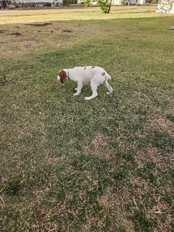 READY TO GO ONE MALE LEFT American Brittany