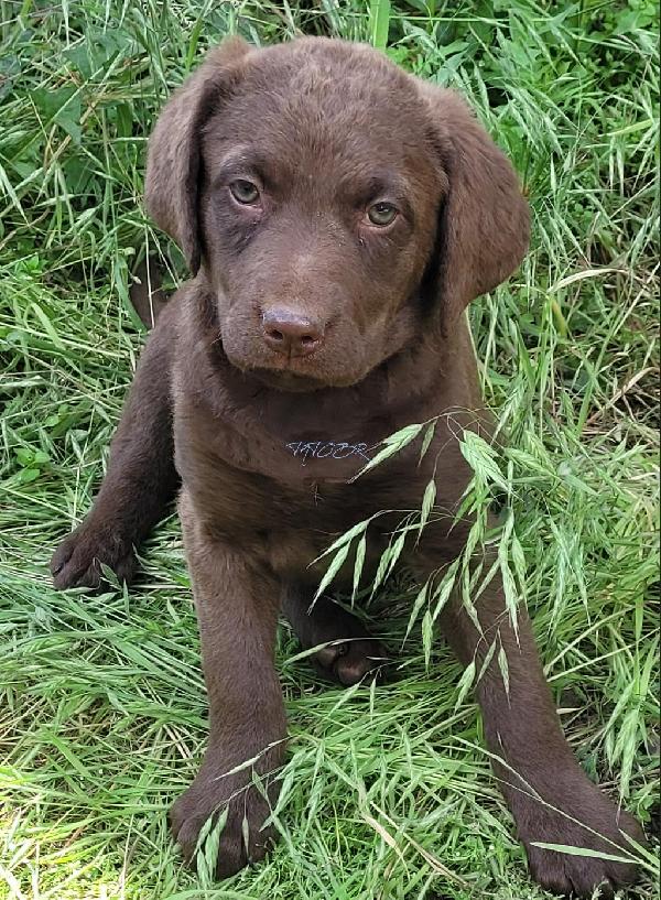 CHESSIE PUPPIES Chesapeake Bay Retriever
