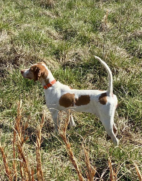 ENGLISH POINTER English Pointer