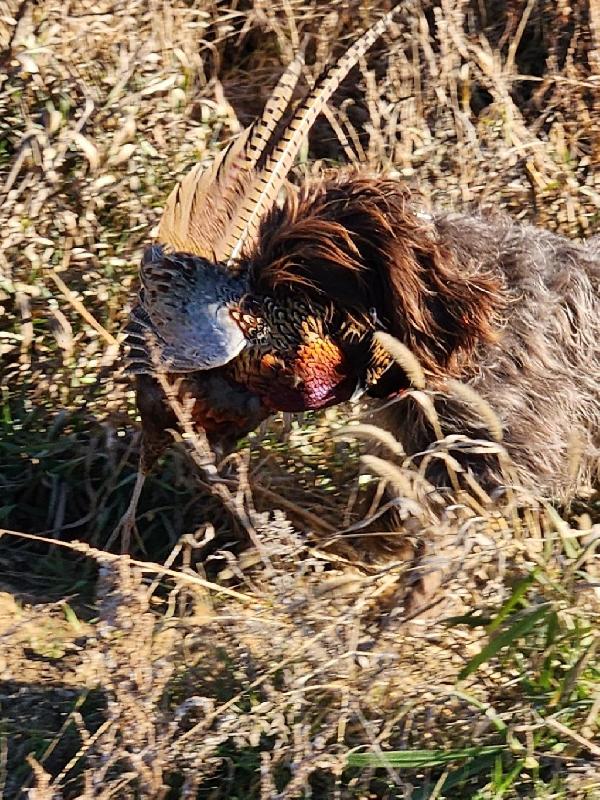 W.P.G PUPPIES FOR SALE IN IOWA Wirehaired Pointing Griffon