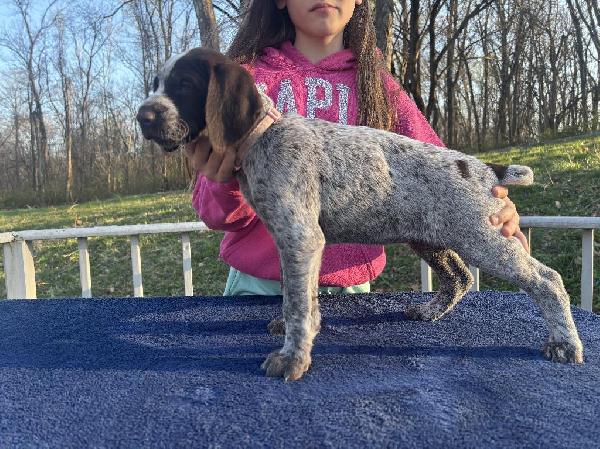 GERMAN WIREHAIR POINTER PUPPIES German Wirehaired Pointer