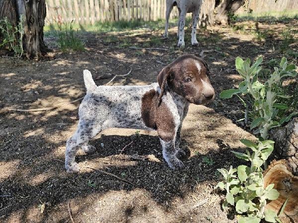 GSP PUPPIES FOR SALE #2 German Shorthaired Pointer