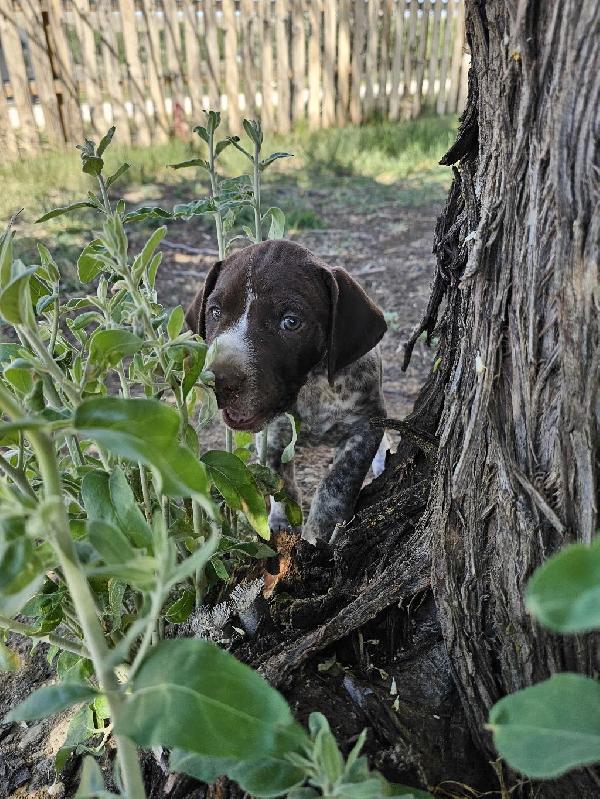 GSP PUPPIES FOR SALE #3 German Shorthaired Pointer