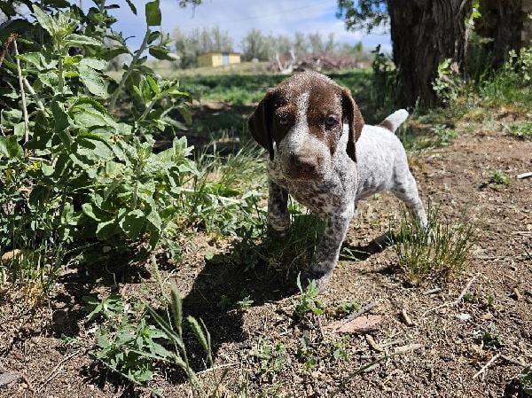GSP PUPPIES FOR SALE #4 German Shorthaired Pointer