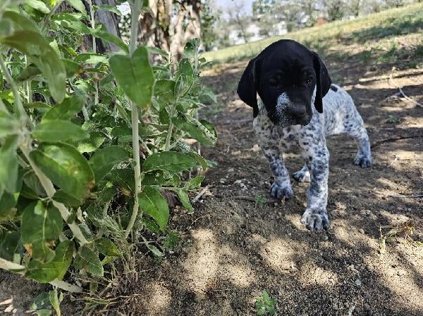 GSP PUPPIES FOR SALE #6 German Shorthaired Pointer