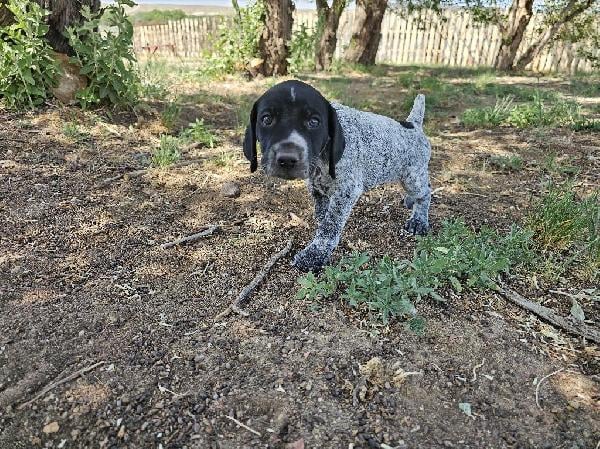 GSP PUPPIES FOR SALE #8 German Shorthaired Pointer