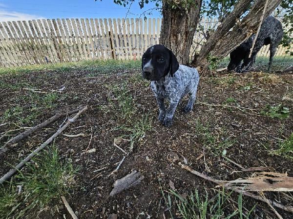 GSP PUPPIES FOR SALE #9 German Shorthaired Pointer